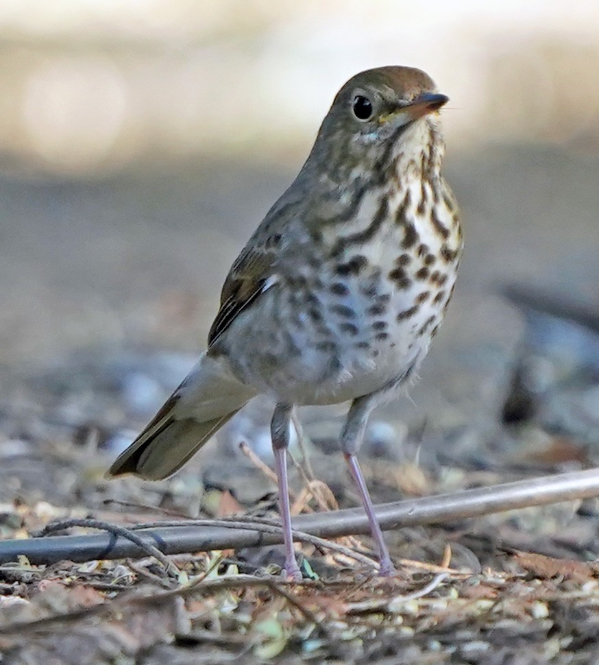 Einsiedler-Musendrossel - ML644807535