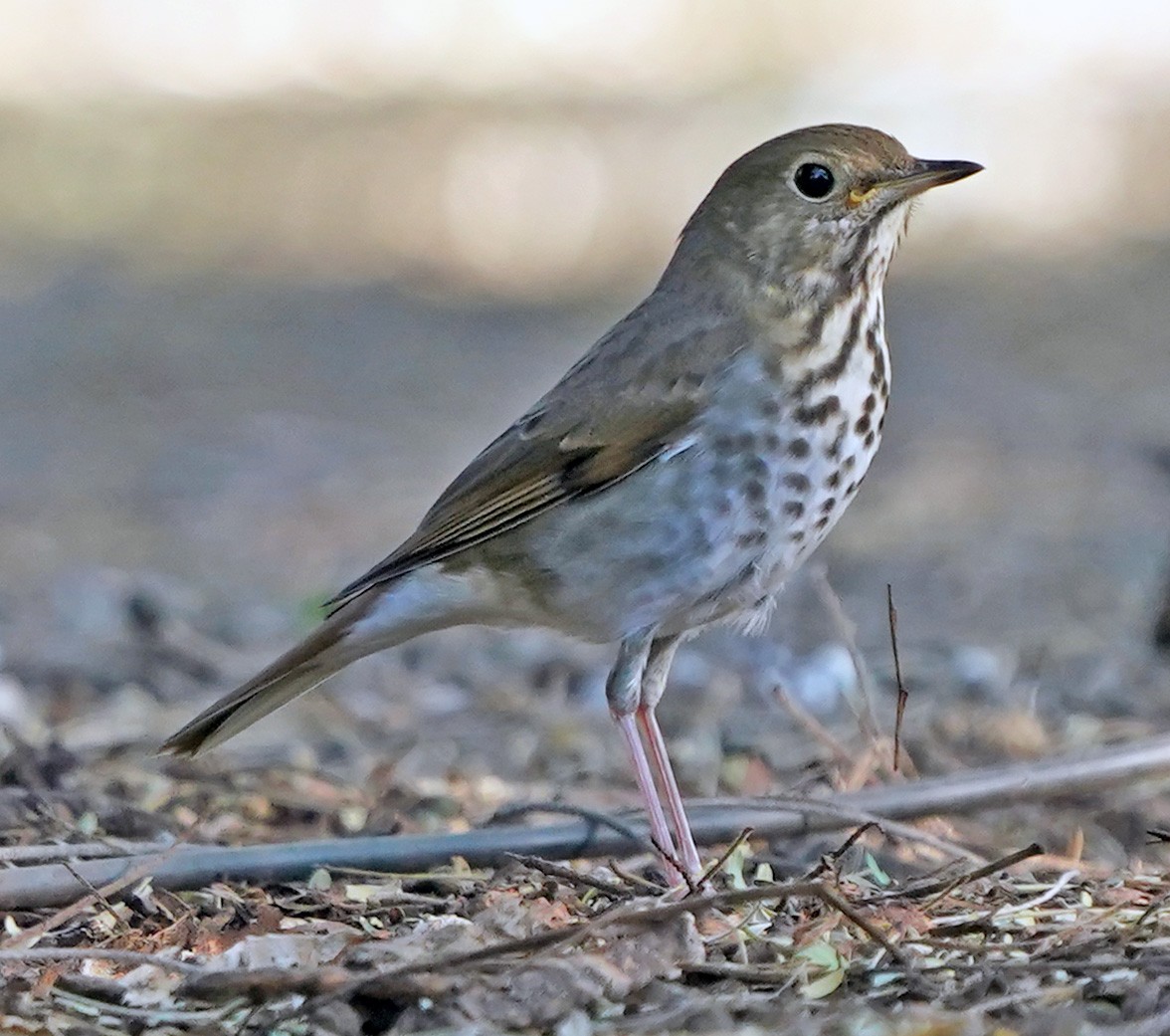 Einsiedler-Musendrossel - ML644807536