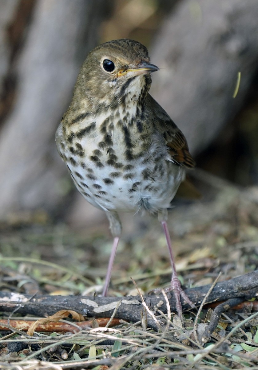 Einsiedler-Musendrossel - ML644807537