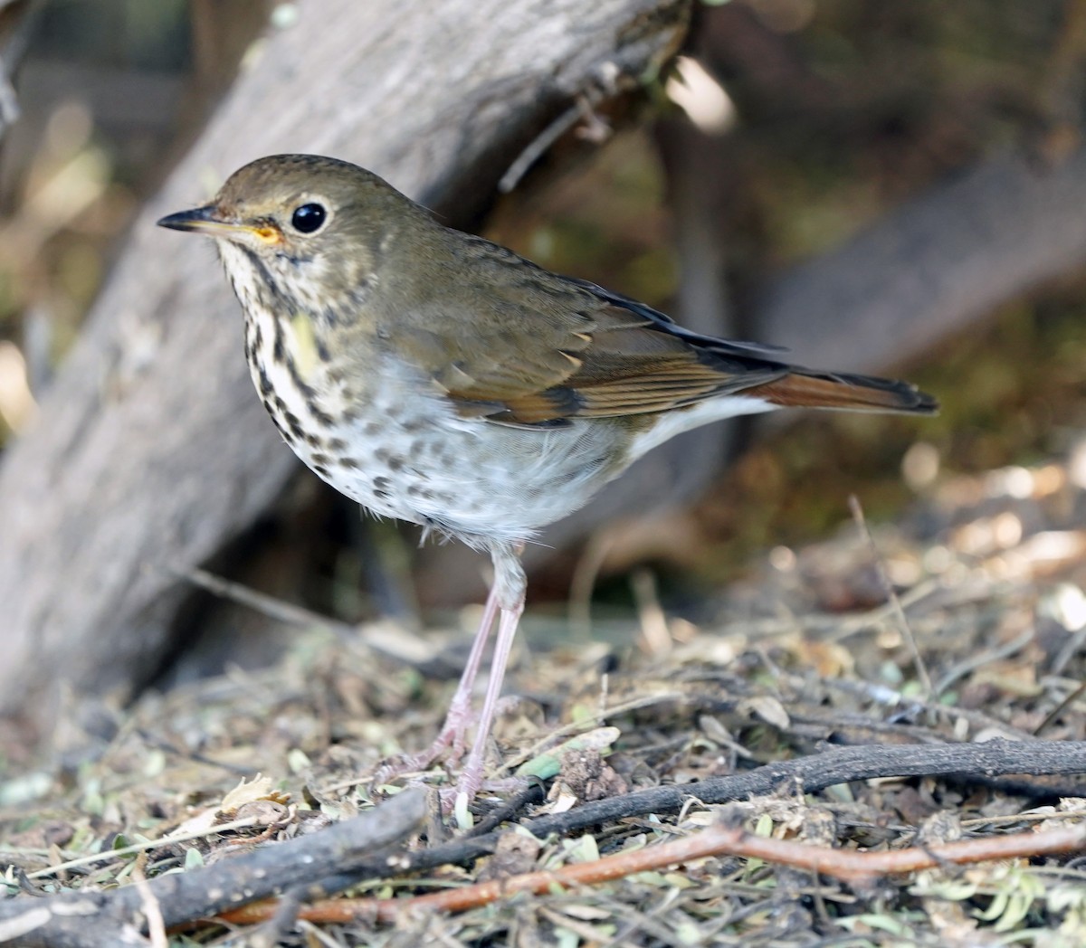 Einsiedler-Musendrossel - ML644807538