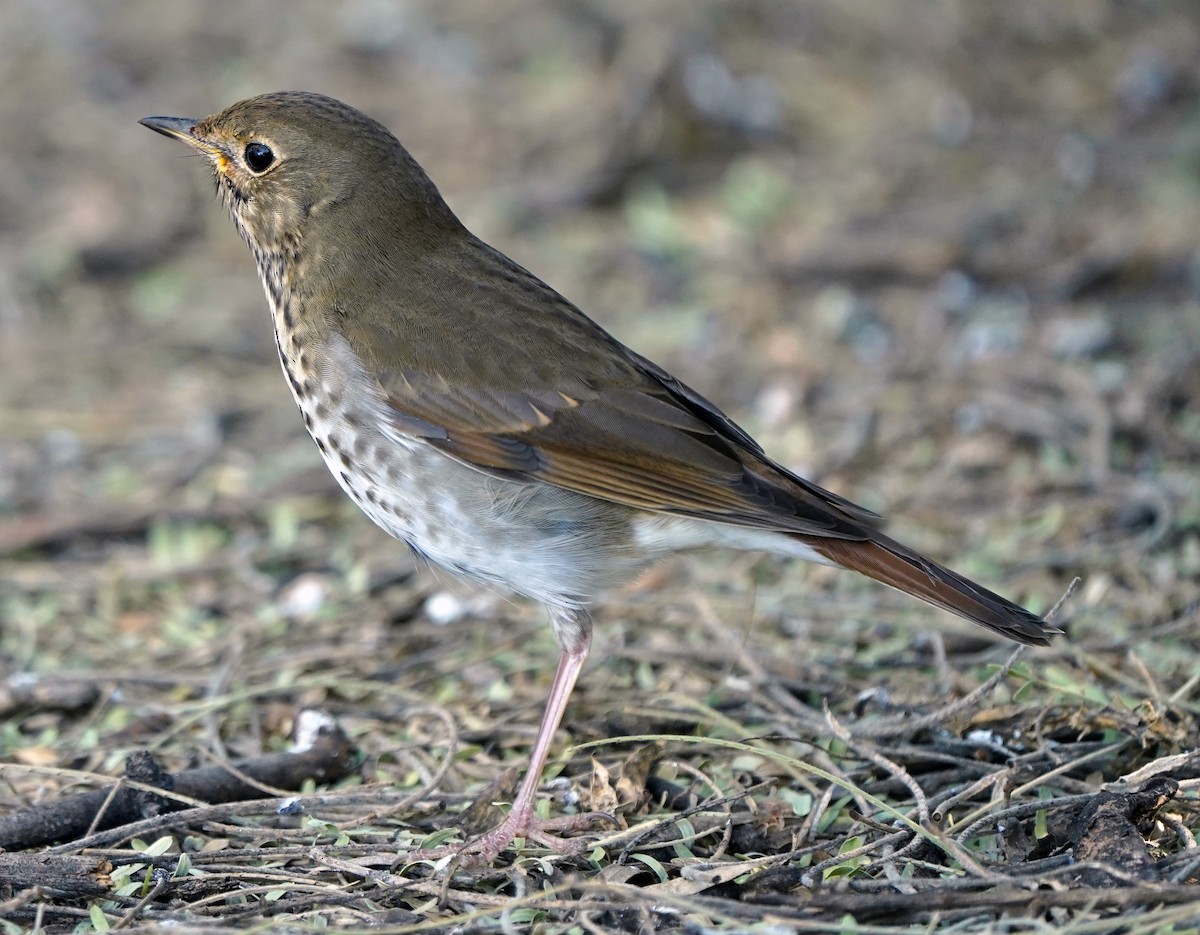 Einsiedler-Musendrossel - ML644807539