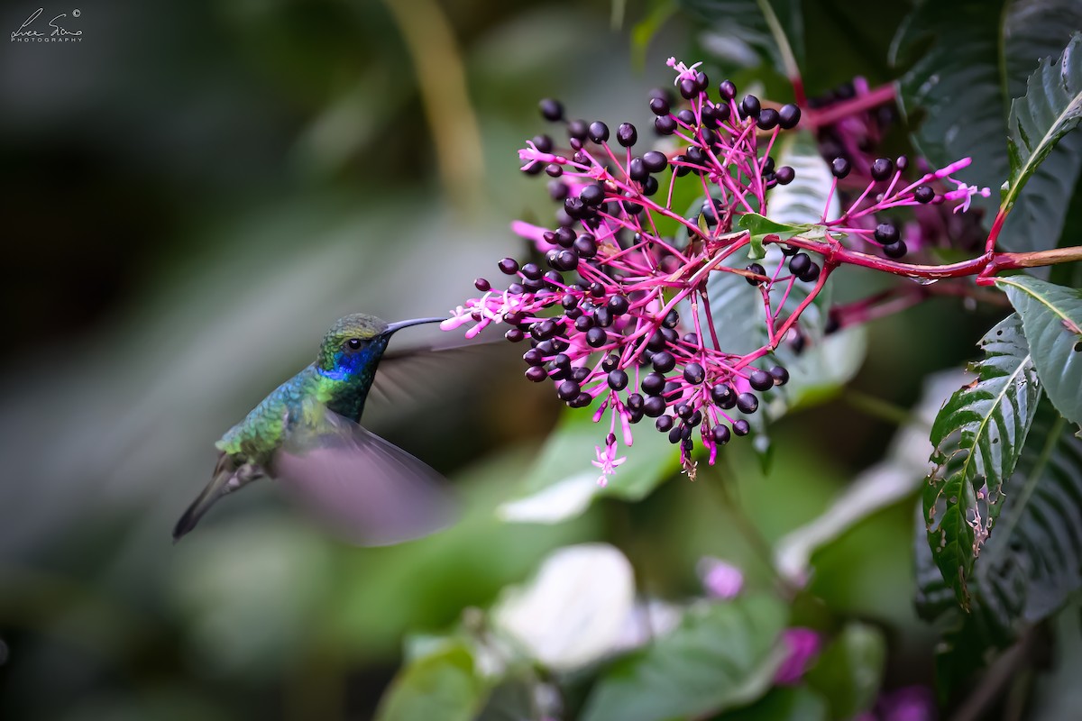 Colibrí Verdemar Mexicano - ML644807541