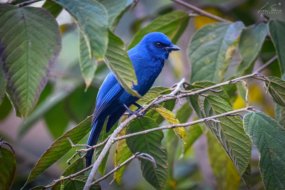 sojka jednobarvá - ML644807543