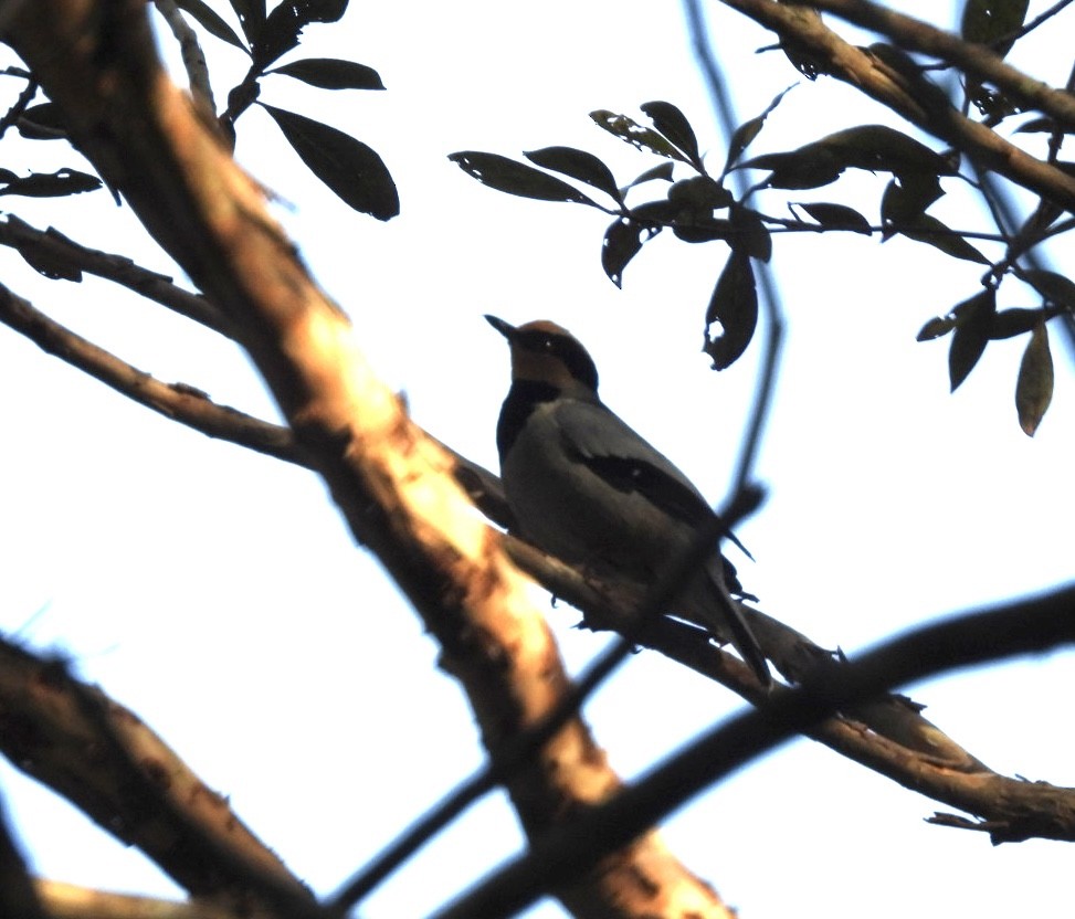 Fruit-hunter - ML644807544