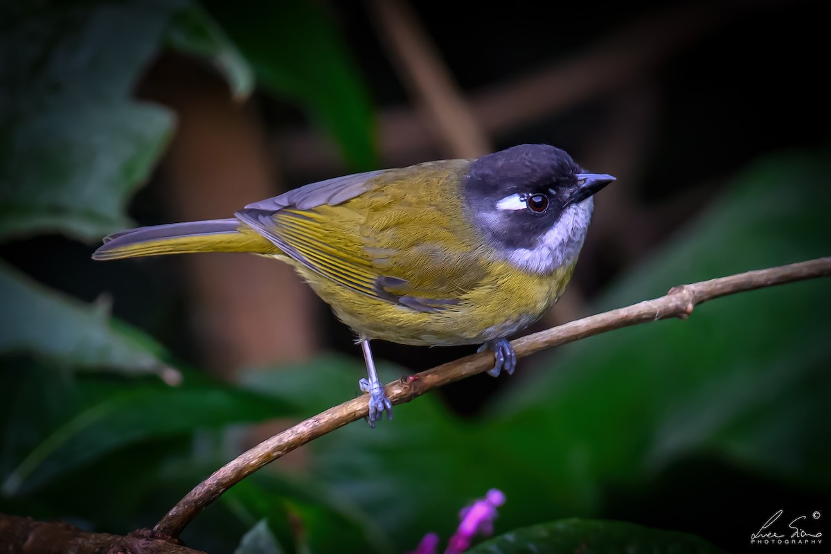 Common Chlorospingus - ML644807548