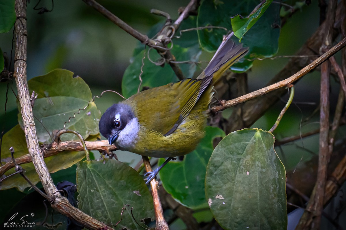 Common Chlorospingus - ML644807549