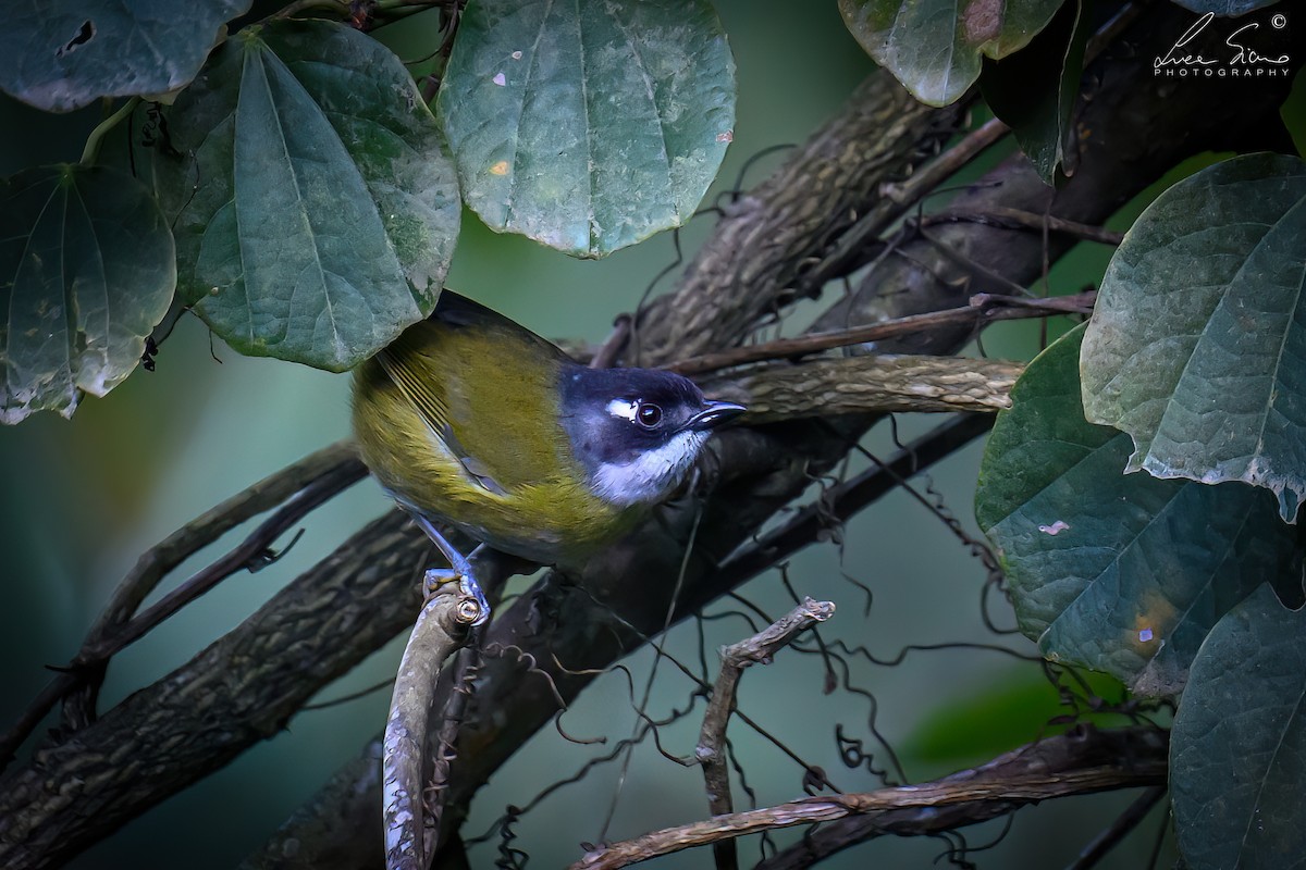 Common Chlorospingus - ML644807550