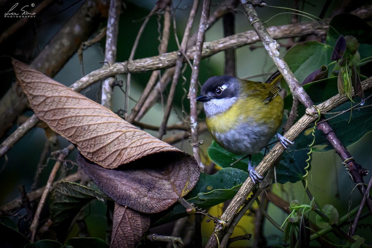 Common Chlorospingus - ML644807551