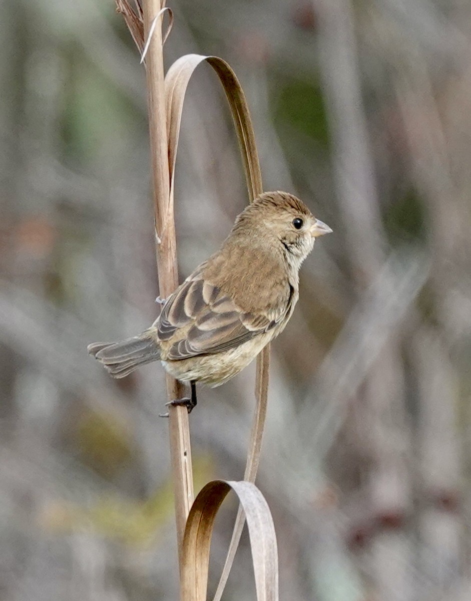 Indigo Bunting - ML644807555