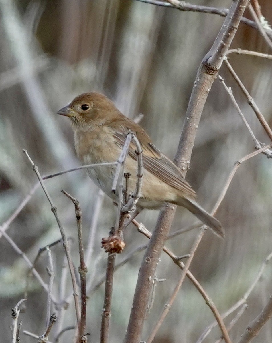 Indigo Bunting - ML644807556
