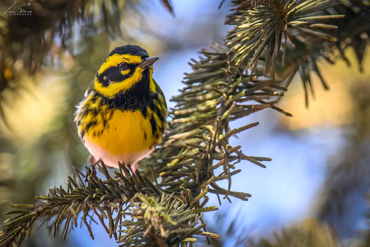 Townsend's Warbler - ML644807559