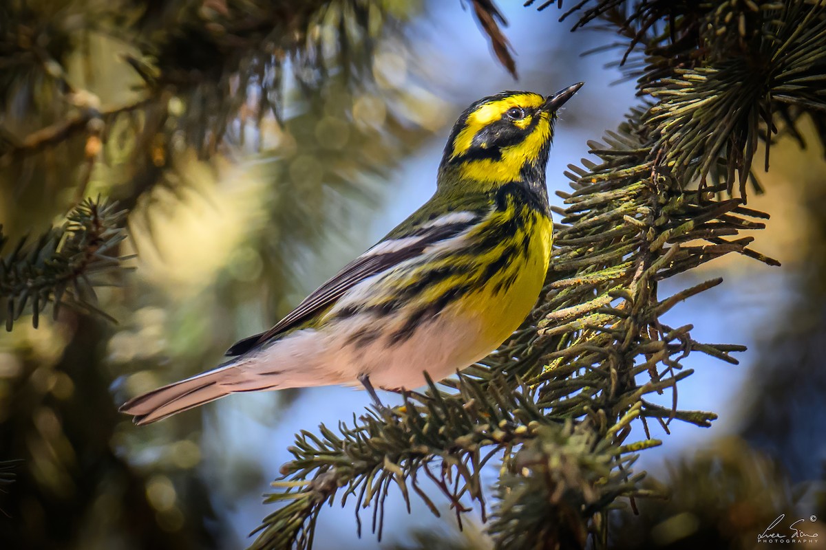 Townsend's Warbler - ML644807560