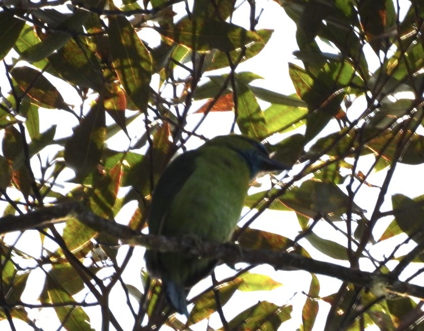 Golden-naped Barbet - ML644807561