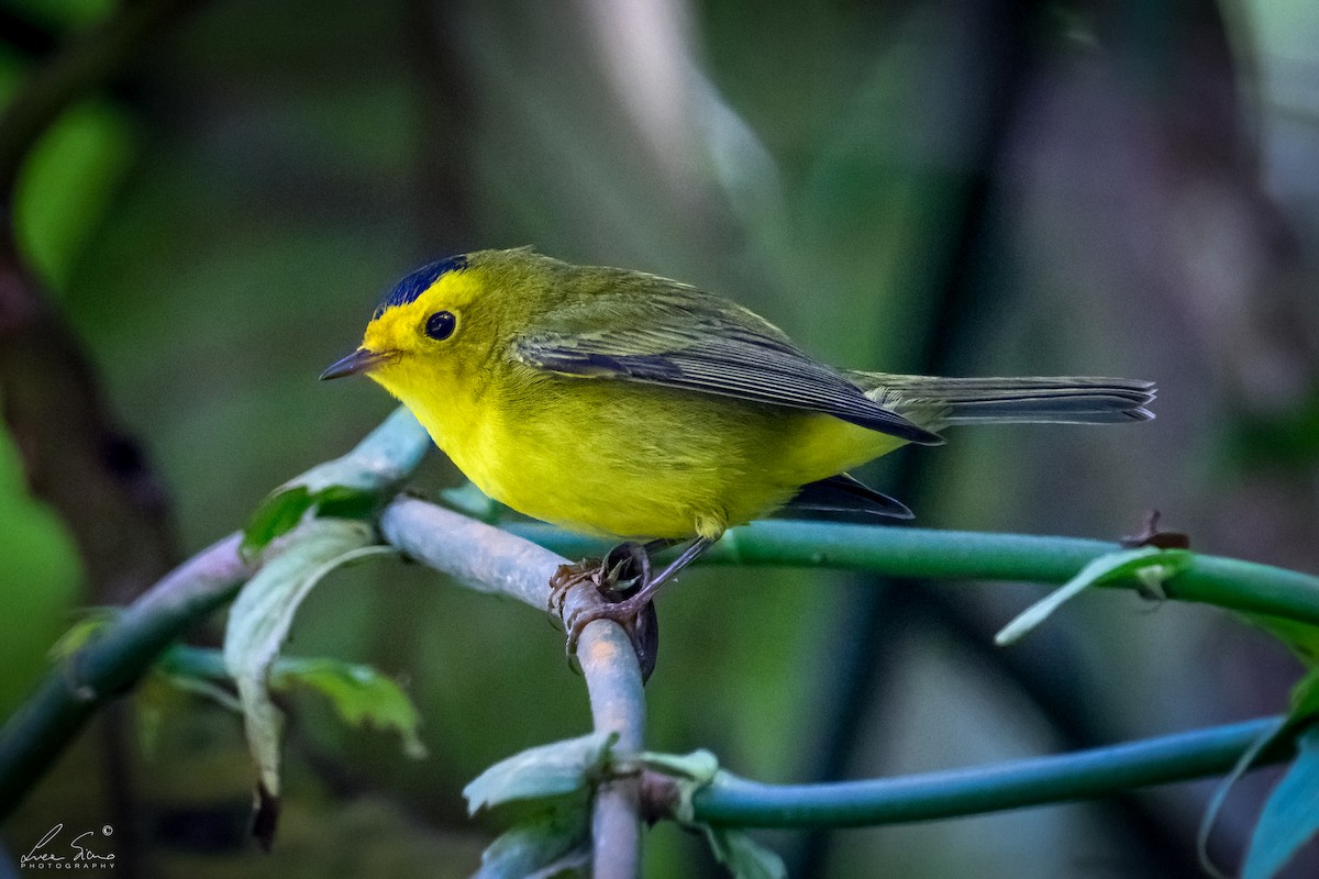 Wilson's Warbler - ML644807562