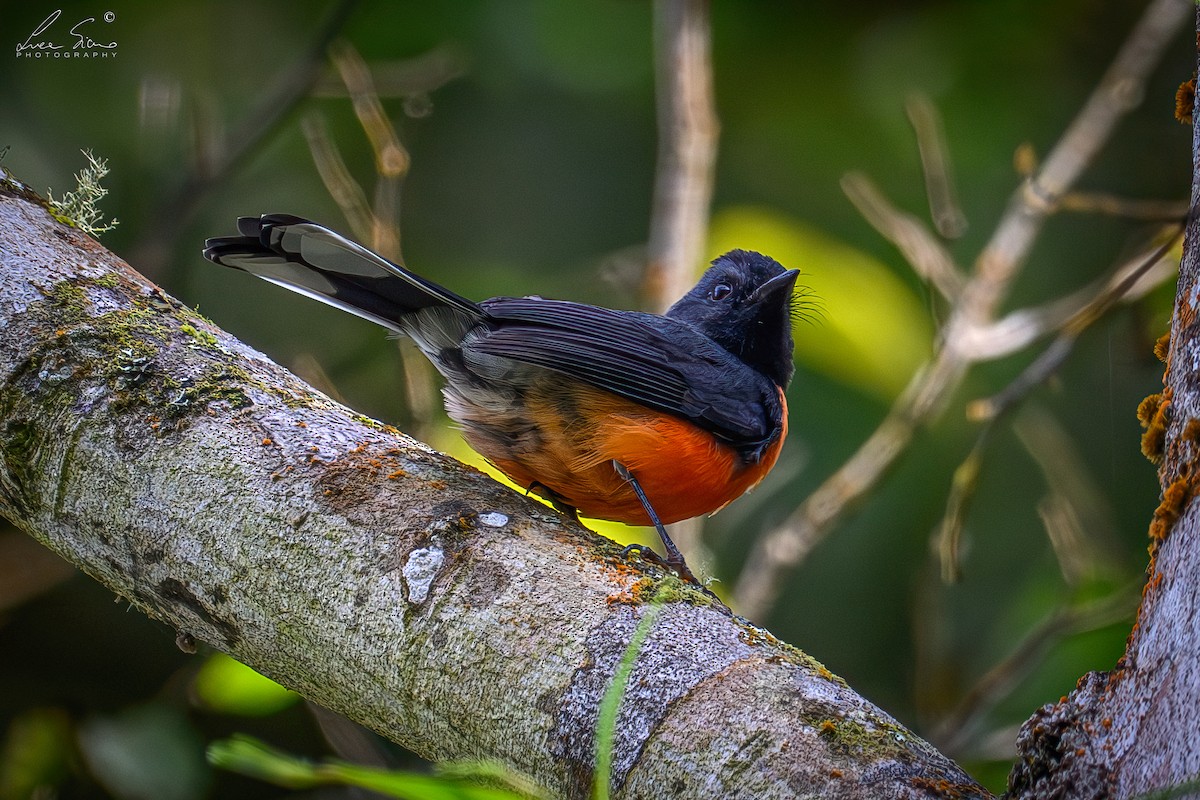 Slate-throated Redstart - ML644807566