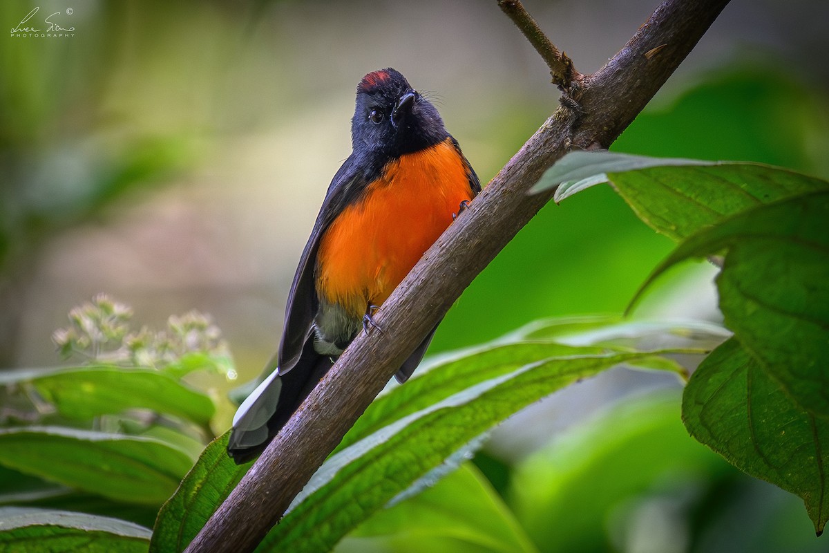 Slate-throated Redstart - ML644807567