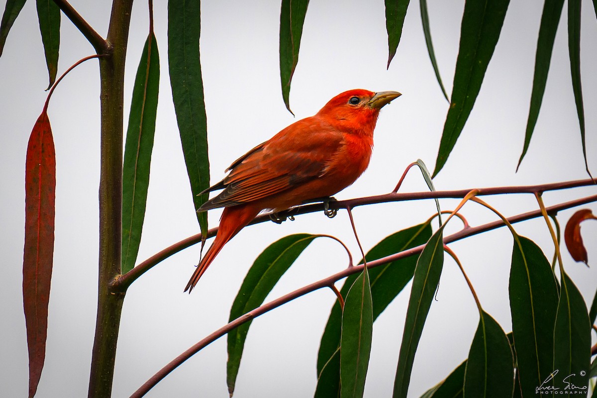 piranga ohnivá - ML644807578