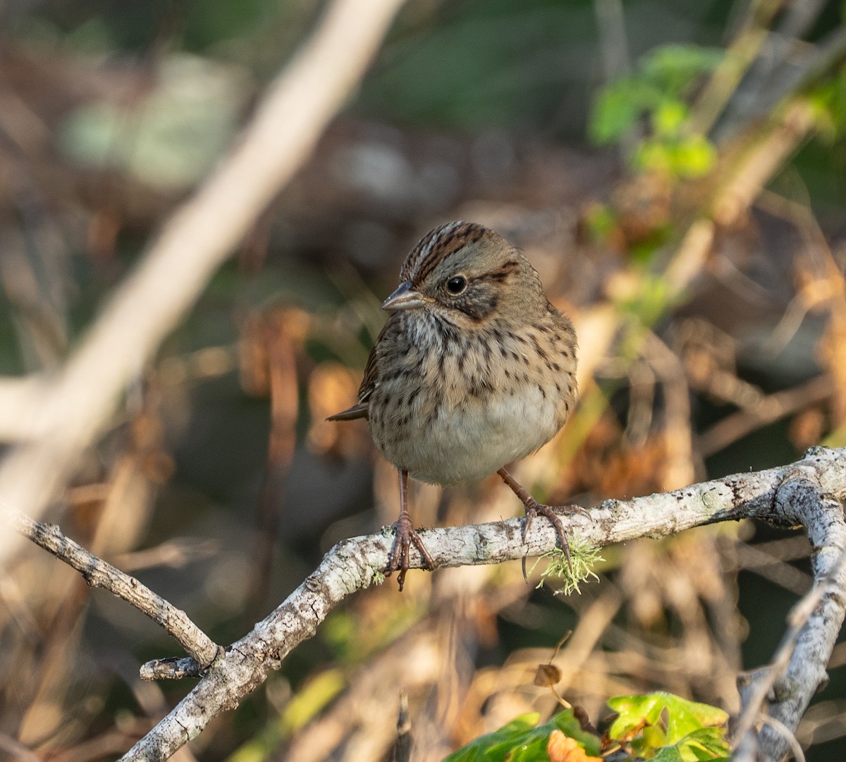 Lincoln's Sparrow - ML644807583