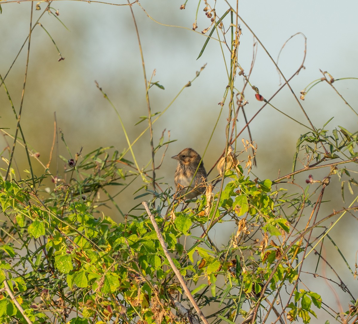 Lincoln's Sparrow - ML644807584