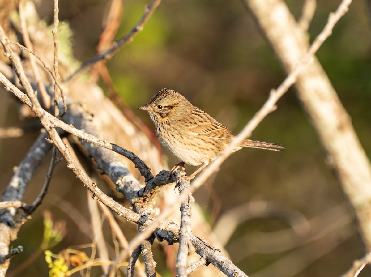 Lincoln's Sparrow - ML644807585