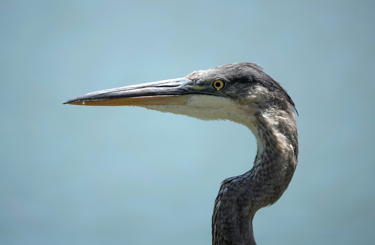 Kanadareiher - ML644807586