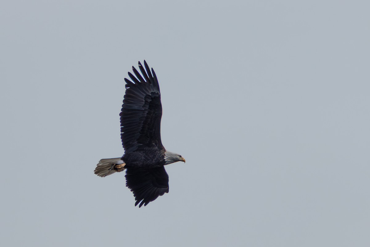 Bald Eagle - ML644807589