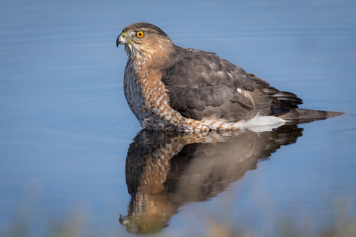 Cooper's Hawk - ML644807606