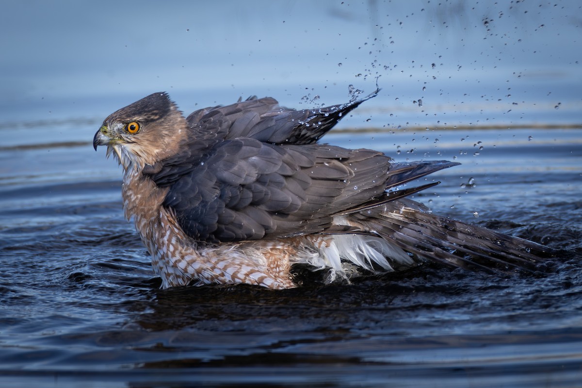 Cooper's Hawk - ML644807607