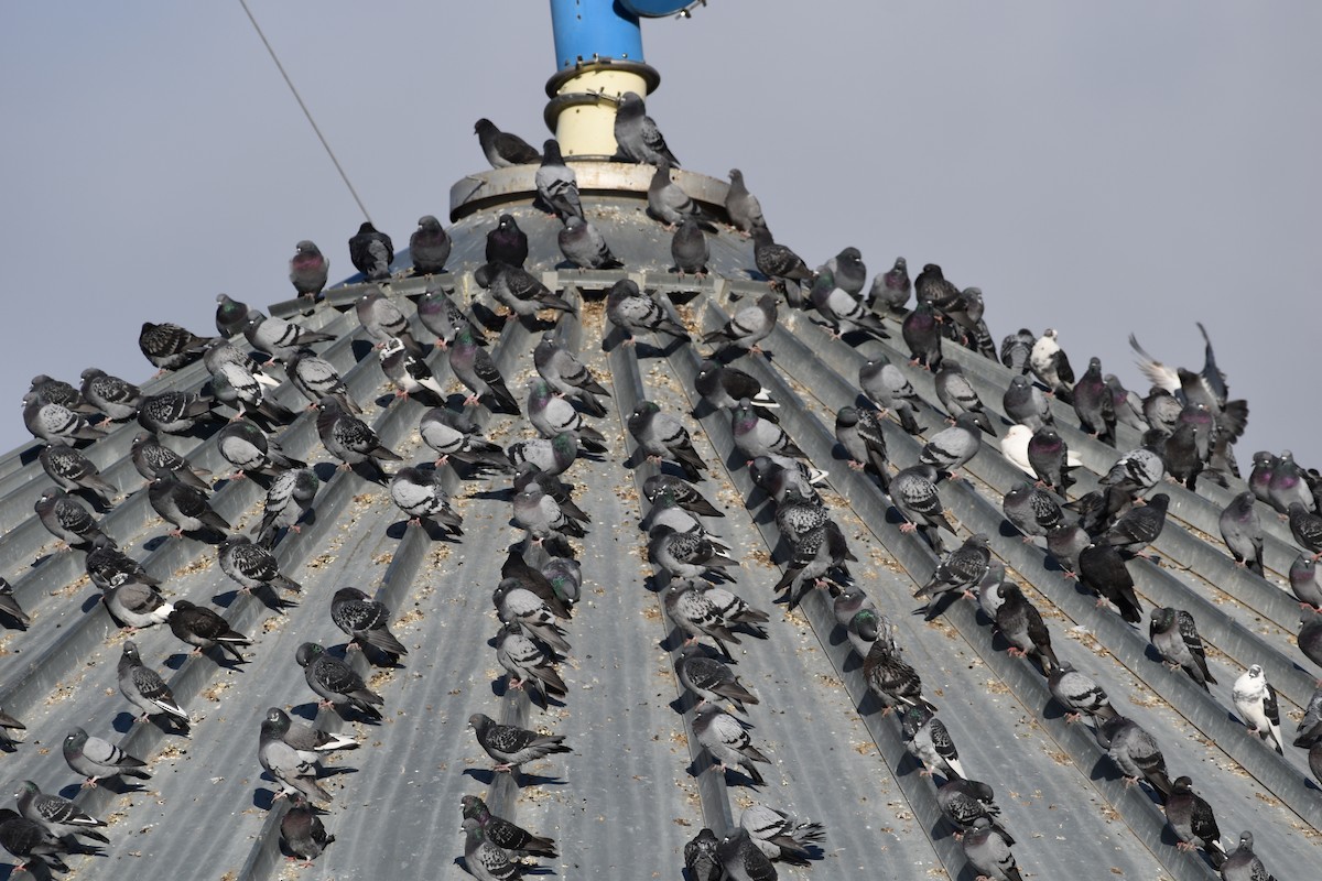 Rock Pigeon (Feral Pigeon) - ML644807619