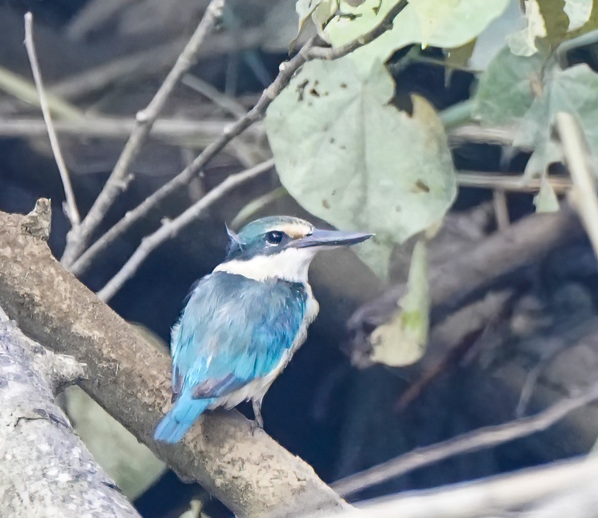 Alción Sagrado - ML644807623