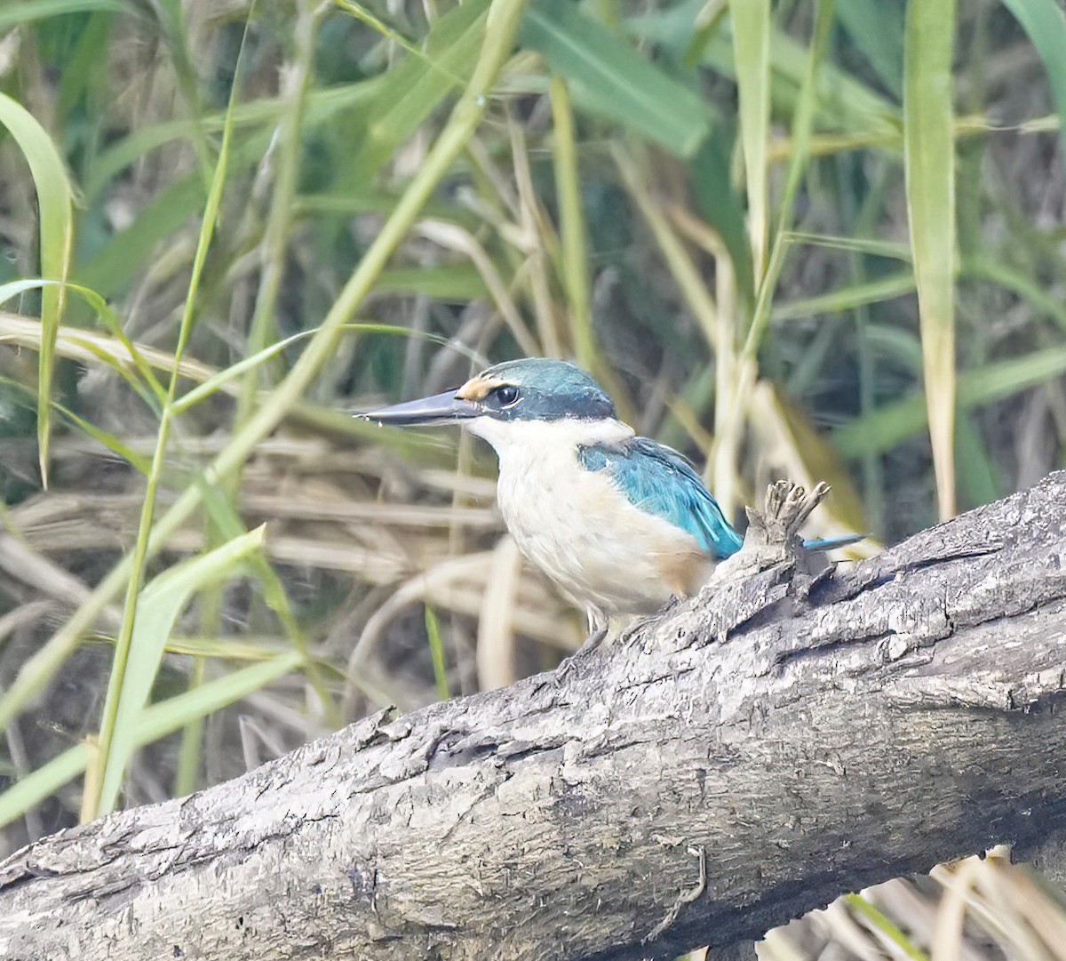 Alción Sagrado - ML644807624