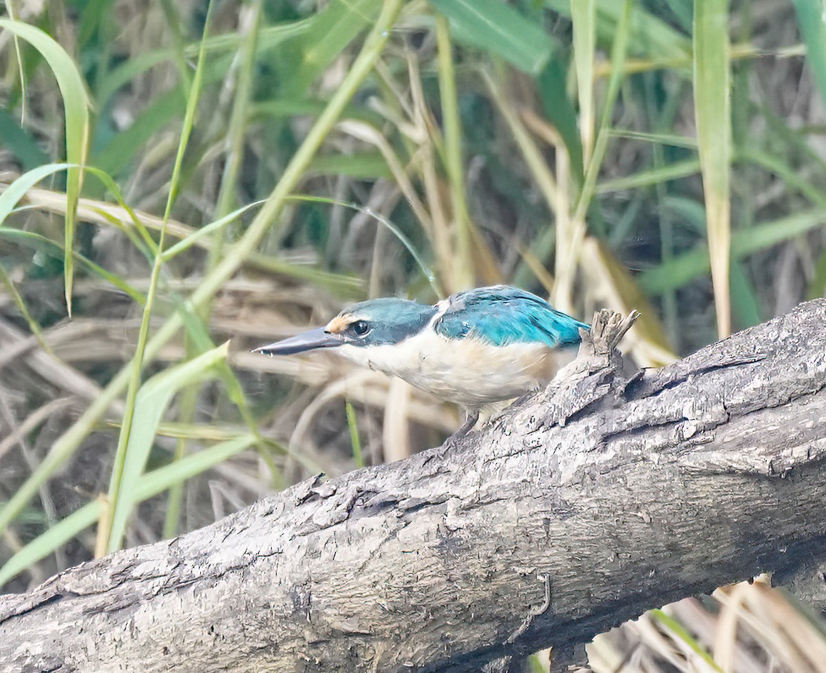 Alción Sagrado - ML644807625