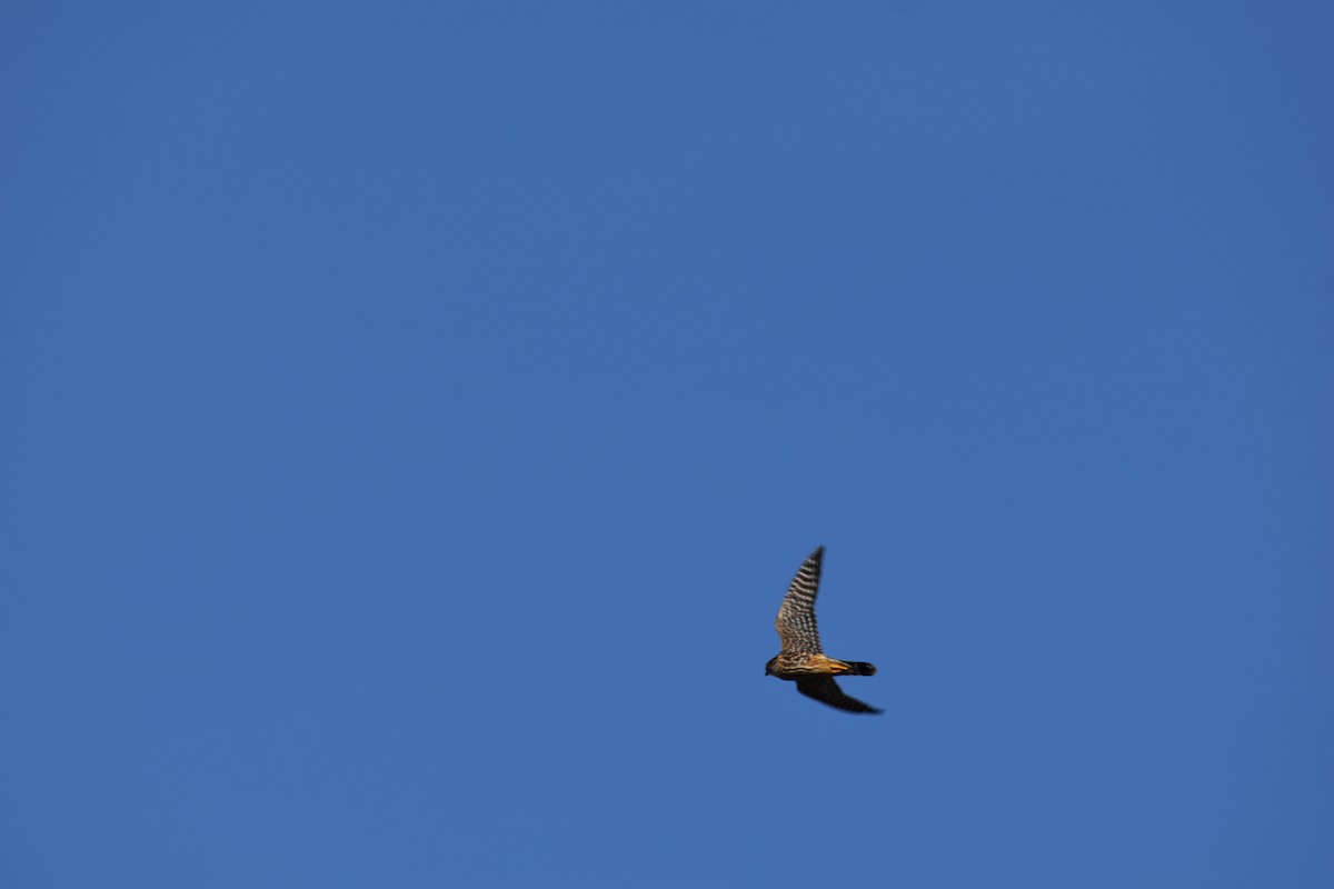 Merlin - ML644807632