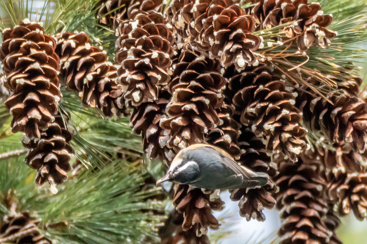 Red-breasted Nuthatch - ML644807634