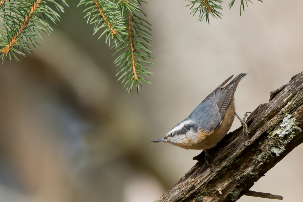Red-breasted Nuthatch - ML644807635