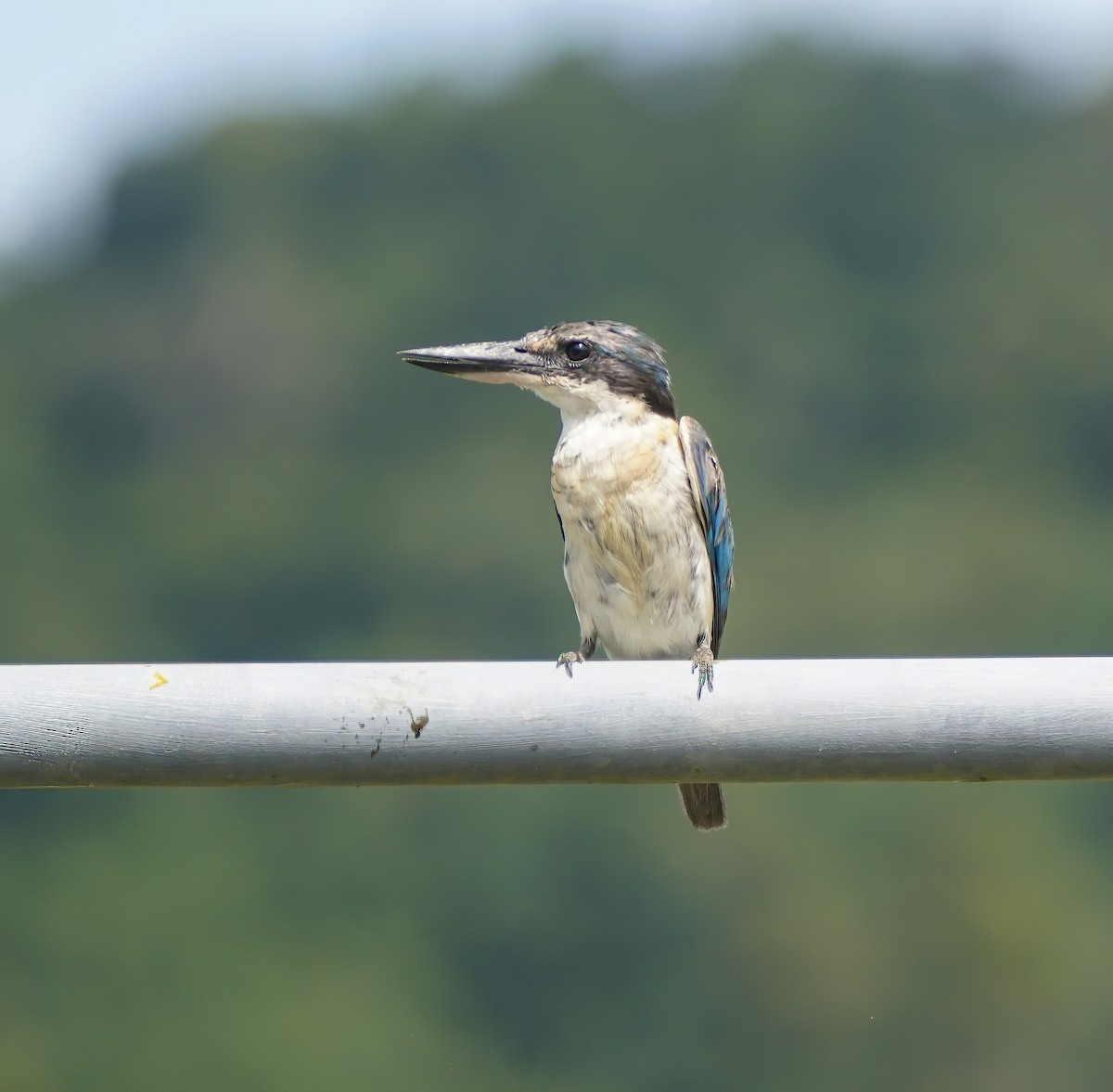 Sacred Kingfisher - ML644807643