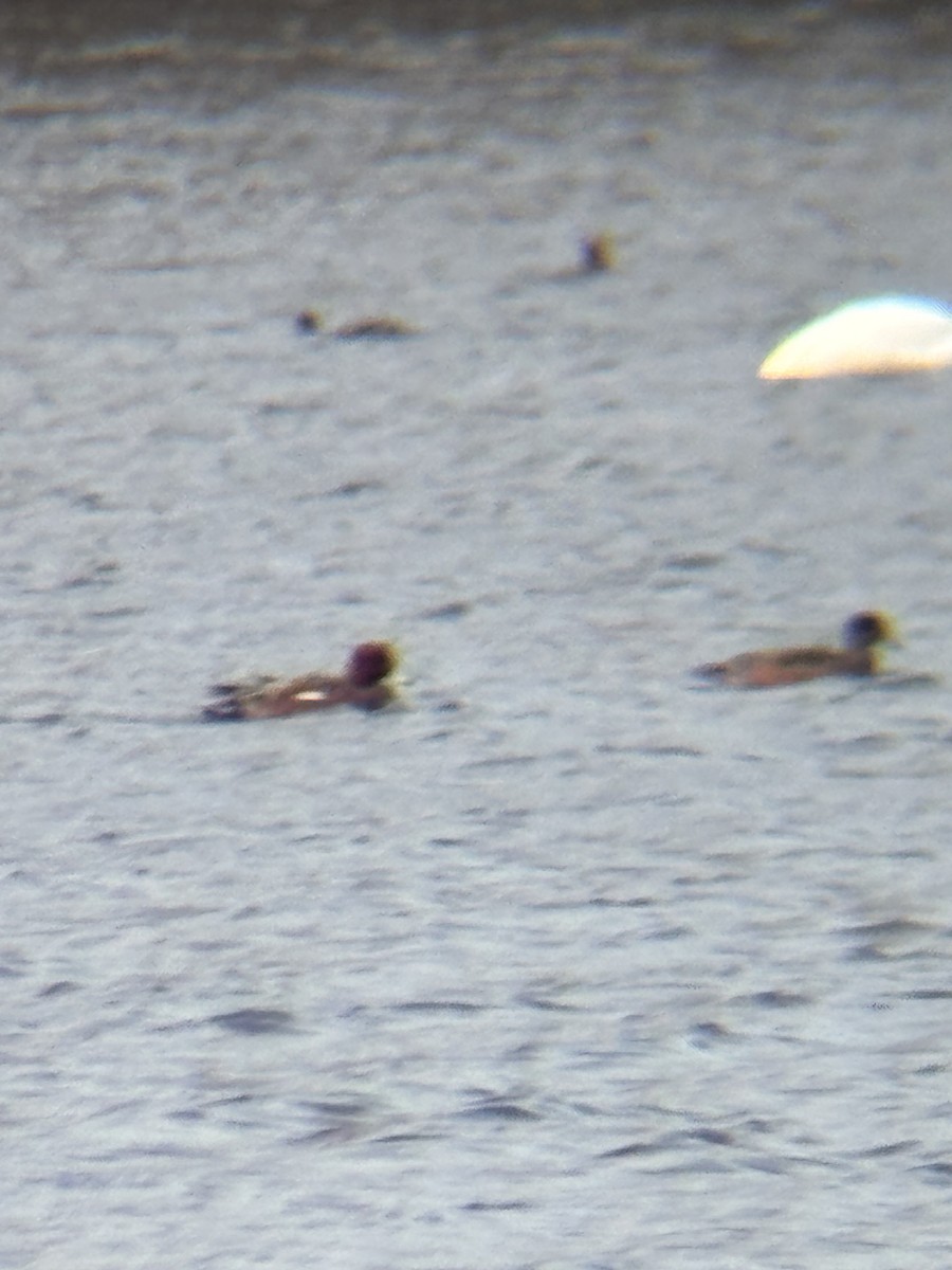 Зээрд нугас - ML644807644