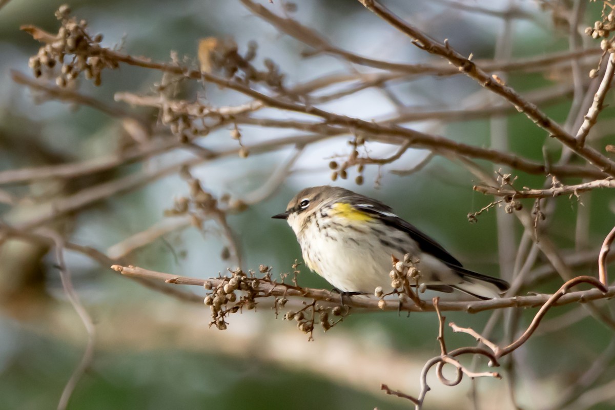Yellow-rumped Warbler - ML644807649