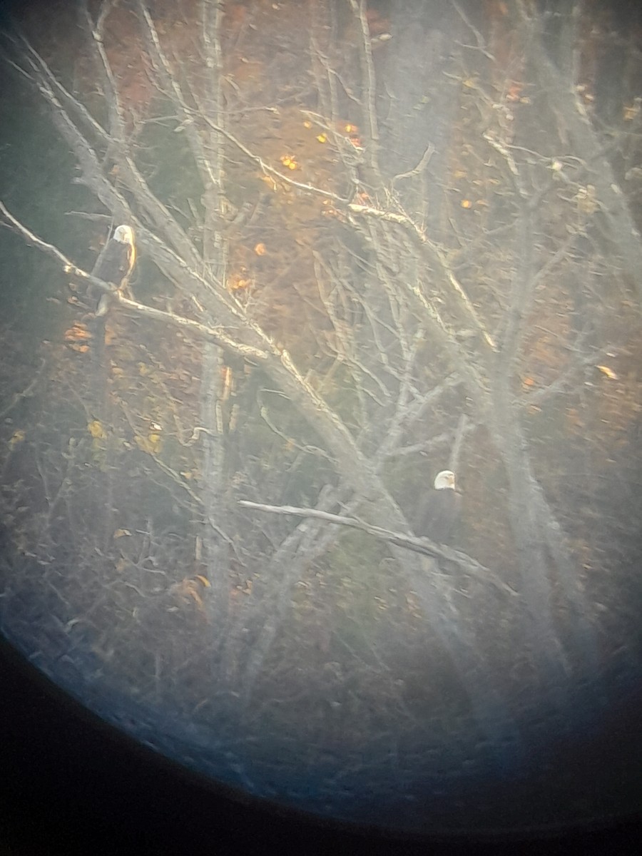 Bald Eagle - ML644807650