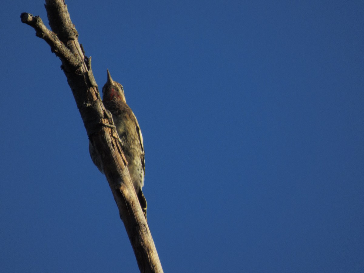 Gelbbauch-Saftlecker - ML644807655