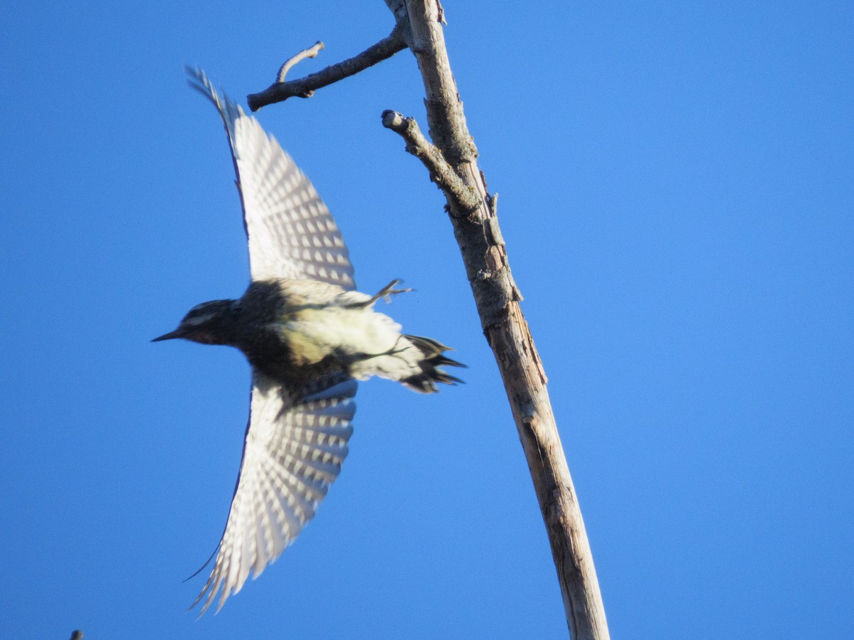 Gelbbauch-Saftlecker - ML644807656