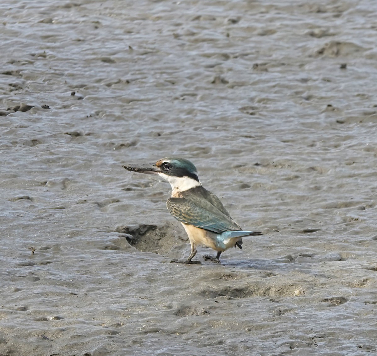 Sacred Kingfisher - ML644807657