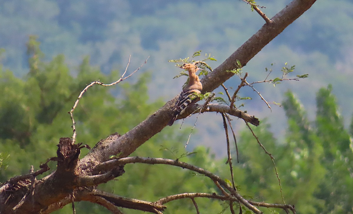 Common Hoopoe - ML644807665