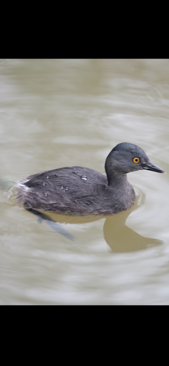 Least Grebe - ML644807670