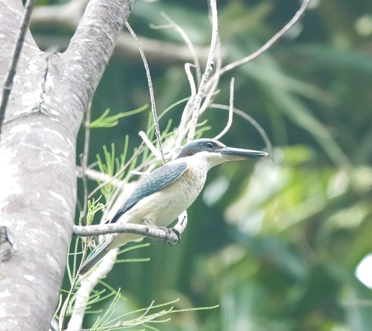 Sacred Kingfisher - ML644807677