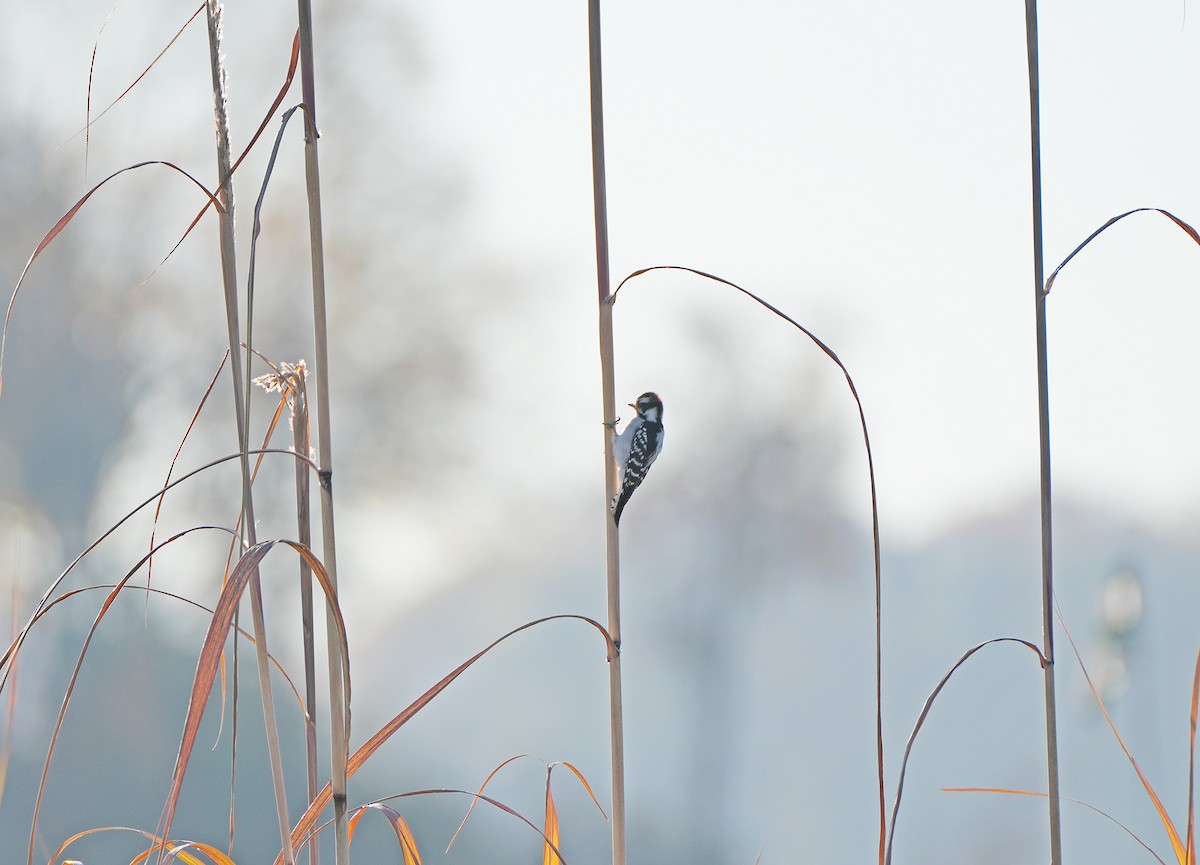 Downy Woodpecker - ML644807681