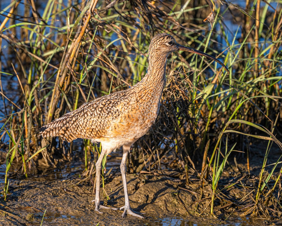 Long-billed Curlew - ML644807694