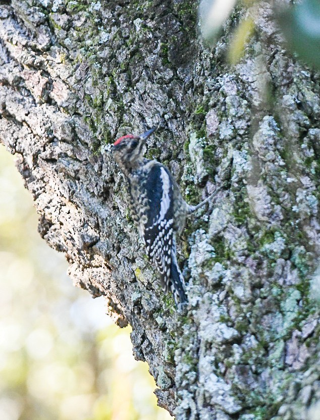 Gelbbauch-Saftlecker - ML644807695