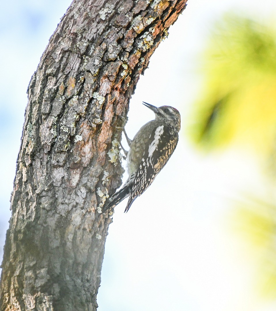 Gelbbauch-Saftlecker - ML644807696