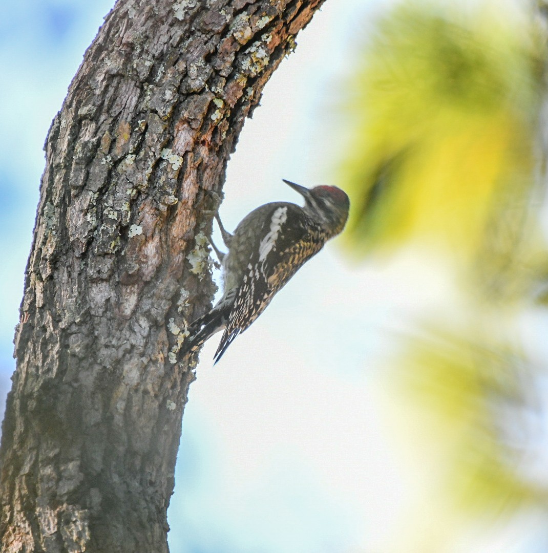 Gelbbauch-Saftlecker - ML644807697